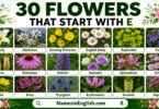 30 Flowers That Start with E with Names in English and Pictures