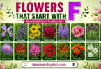 Flowers That Start with F with Names in English and Pictures