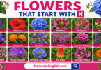 30 Flowers That Start with H with Names in English and Pictures
