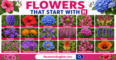 30 Flowers That Start with H with Names in English and Pictures