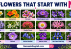 30 Flowers That Start with N with Names in English and Pictures