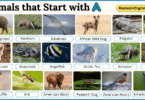 40 Animals That Start with A with Names and Pictures