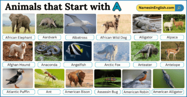 40 Animals That Start with A with Names and Pictures