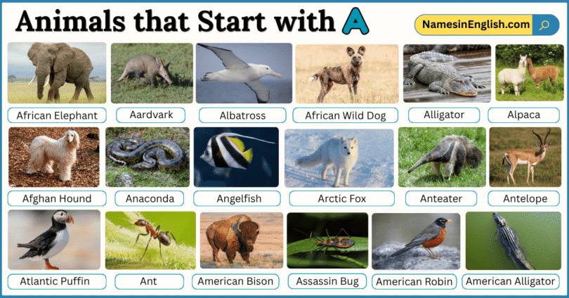 40 Animals That Start with A with Names and Pictures