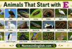 40 Animals That Start with E with Names and Pictures