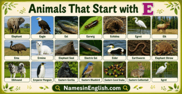 40 Animals That Start with E with Names and Pictures