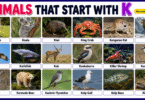 40 Animals That start with K with Names in English and Pictures