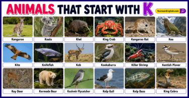 40 Animals That start with K with Names in English and Pictures