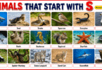 40 Animals That start with S with Names and Pictures