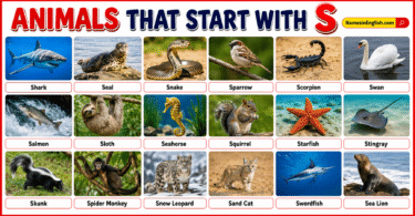 40 Animals That start with S with Names and Pictures