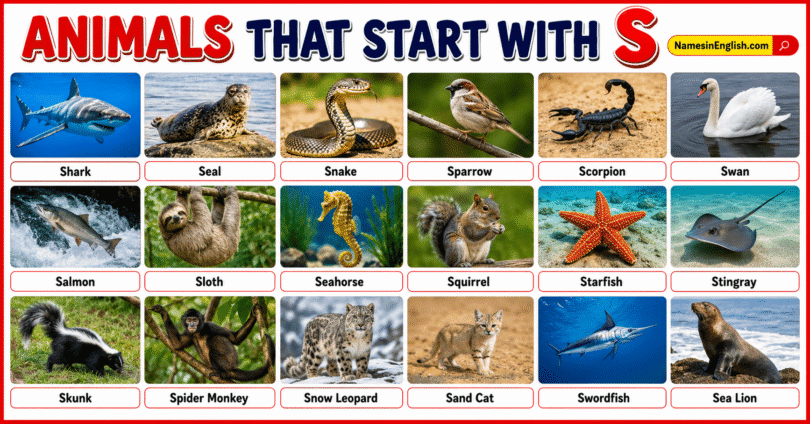 40 Animals That start with S with Names and Pictures