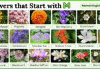 40 Flowers that Start with M with Names and Pictures