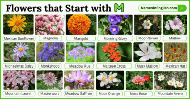 40 Flowers that Start with M with Names and Pictures