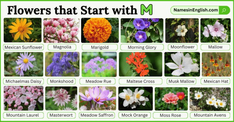 40 Flowers that Start with M with Names and Pictures