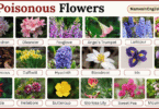 40 Poisonous Flowers with Names in English with Pictures