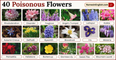 40 Poisonous Flowers with Names in English with Pictures