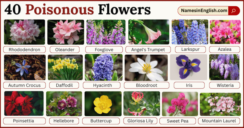40 Poisonous Flowers with Names in English with Pictures