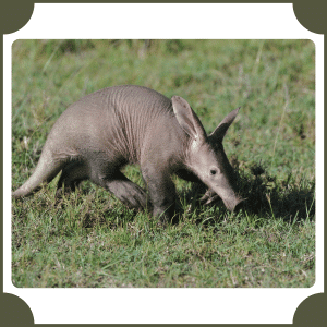 Aardvark | Animals That Start with A