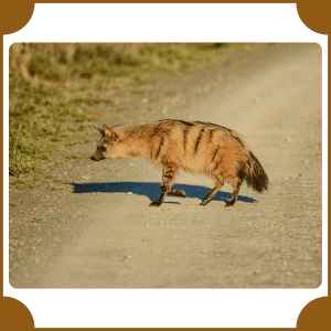 Aardwolf | Animals That Start with A