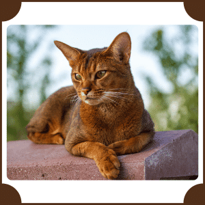Abyssinian Cat