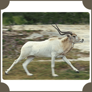 Addax