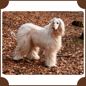 Afghan Hound | Animals That Start with A