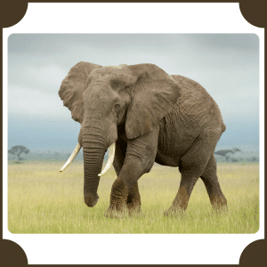 African Elephant | Animals That Start with A