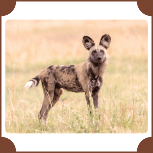 African Wild Dog | Animals That Start with A
