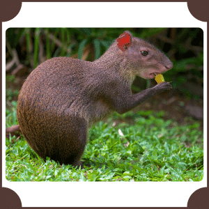Agouti