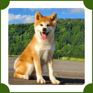 Akita