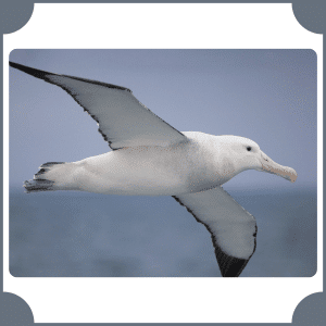 Albatross | Animals That Start with A