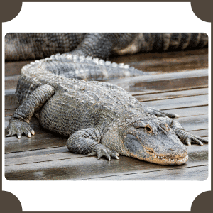 Alligator | Animals That Start with A