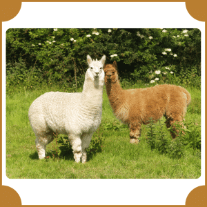 Alpaca | Animals That Start with A