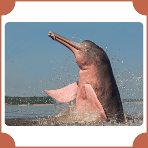Amazon Dolphin | Animals That Start with A