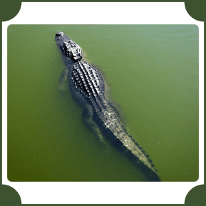 American Alligator