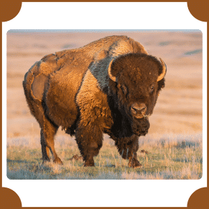 American Bison | Animals That Start with A