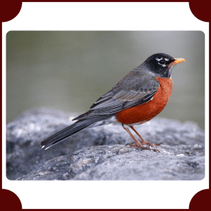 American Robin