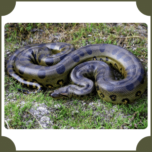 Anaconda | Animals That Start with A