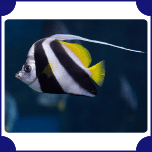 Angelfish | Animals That Start with A