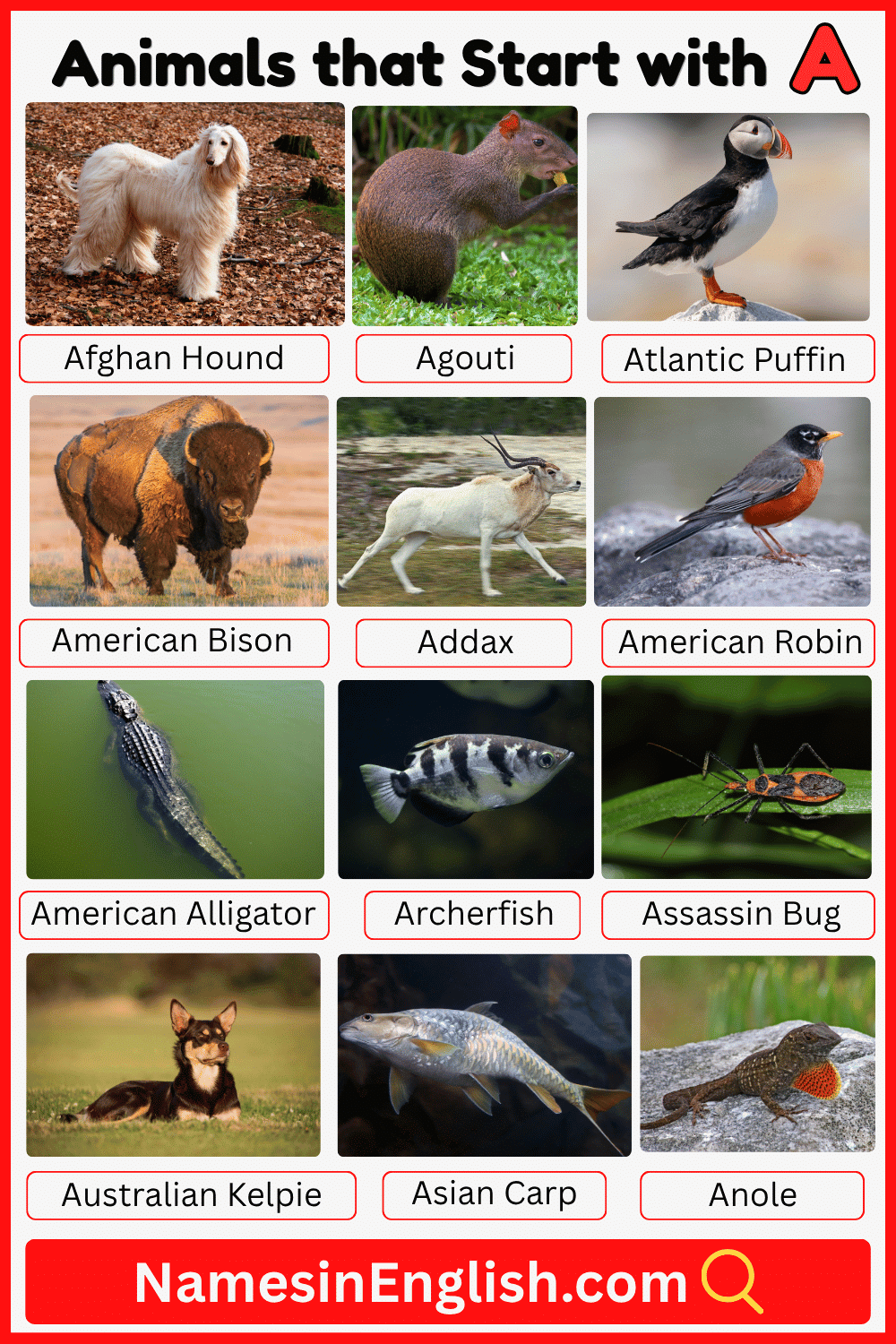 Animals Begin with Letter A with Names and Pictures