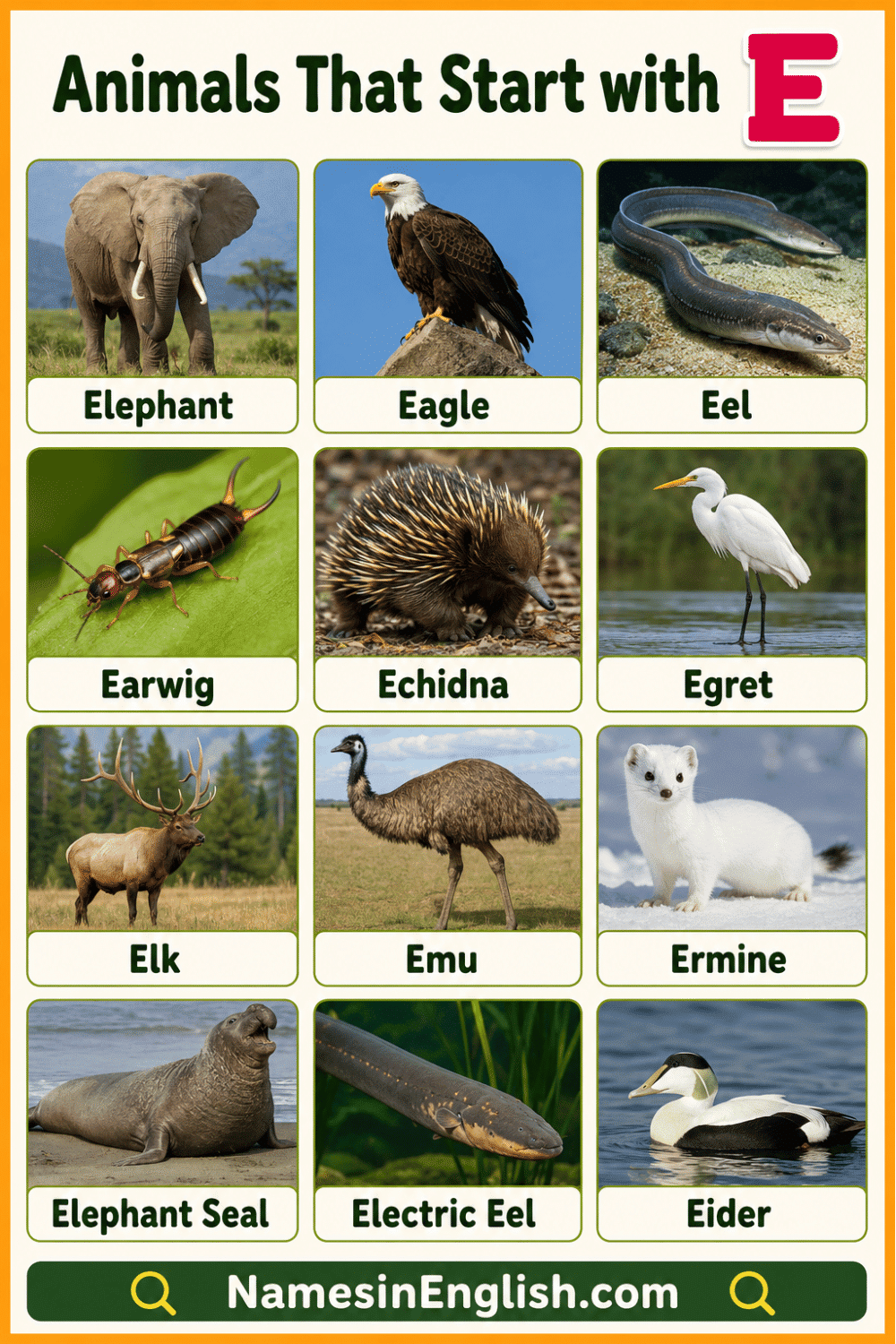 Animals Names that start with E with Pictures