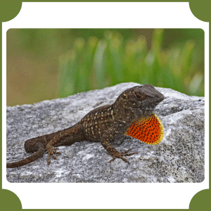 Anole