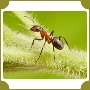 Ant | Animals That Start with A