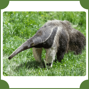 Anteater | Animals That Start with A