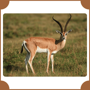 Antelope | Animals That Start with A
