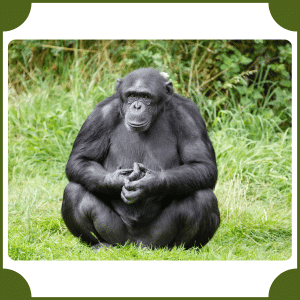 Ape | Animals That Start with A