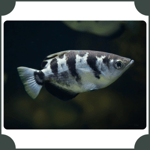 Archerfish