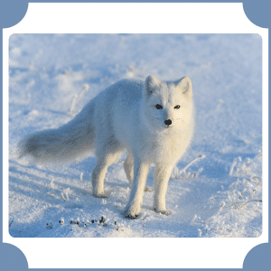 Arctic Fox | Animals That Start with A