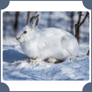 Arctic Hare | Animals That Start with A