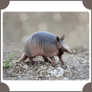 Armadillo | Animals That Start with A